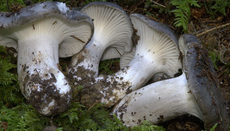 Hygrophorus marzuolus